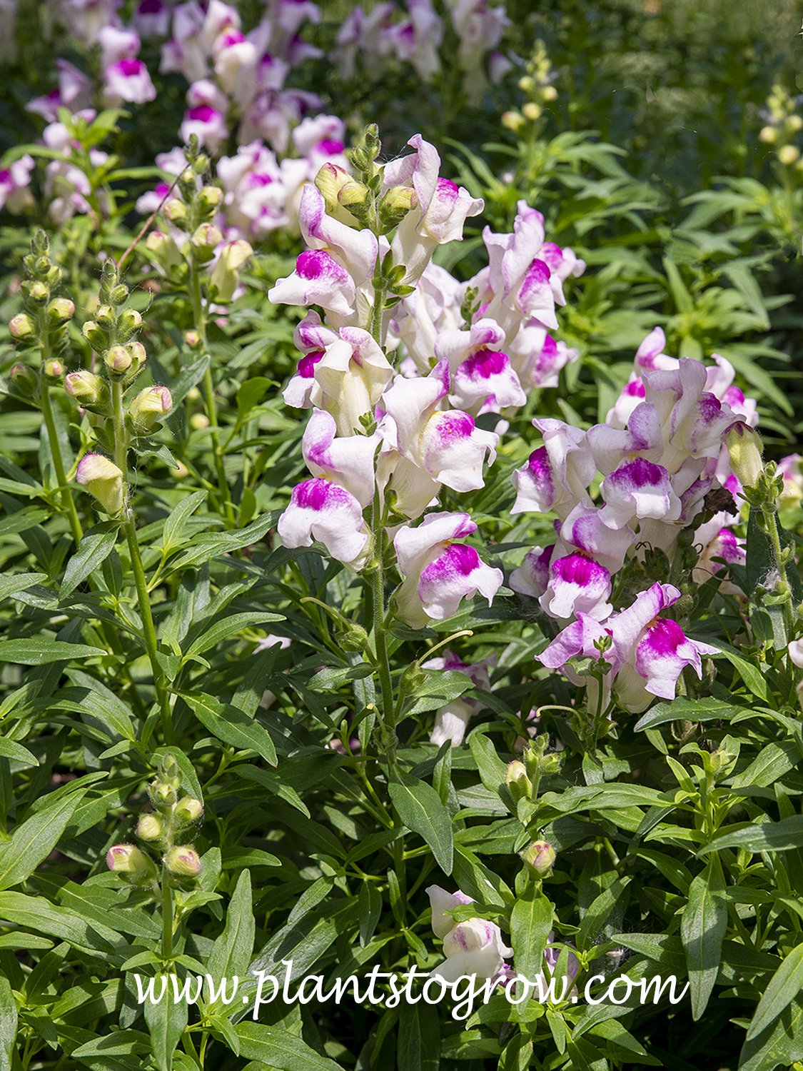 'Princess White with Purple Eye' Snapdragon (Antirrhinum)
